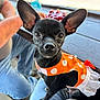 animal, black_dog, casual, clothing, companion, cute, dog, ears, indoors, jeans, lap, orange, outfit, person, pet, polka_dot, small_dog, table, water_bottle, white_frill