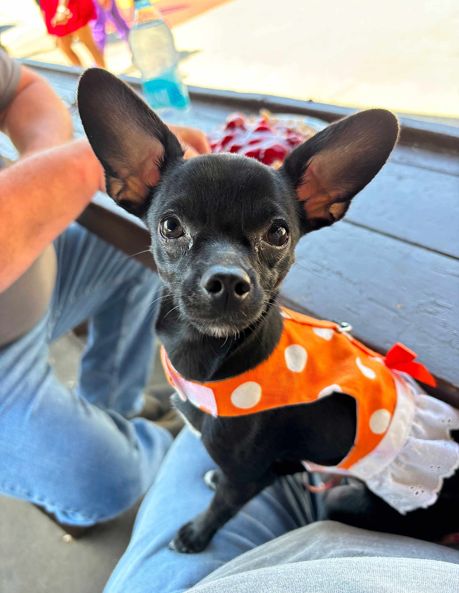 Lily Belle