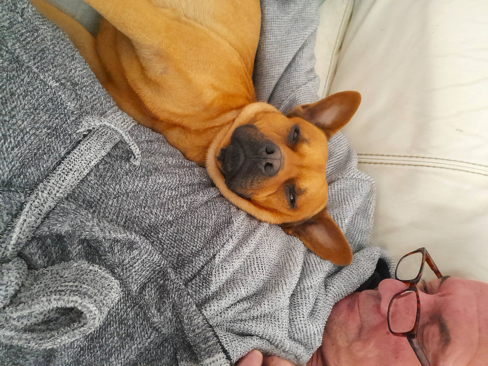 Packo a rejoint le concours — aidez-le/la à gagner de superbes lots ! bed, carnivore, comfort, companion_dog, dog, dog_breed, dog_supply, ear, fawn, foot, fur, gesture, linens, paw, snout, sporting_group, toy_dog, whiskers, working_animal, wrist