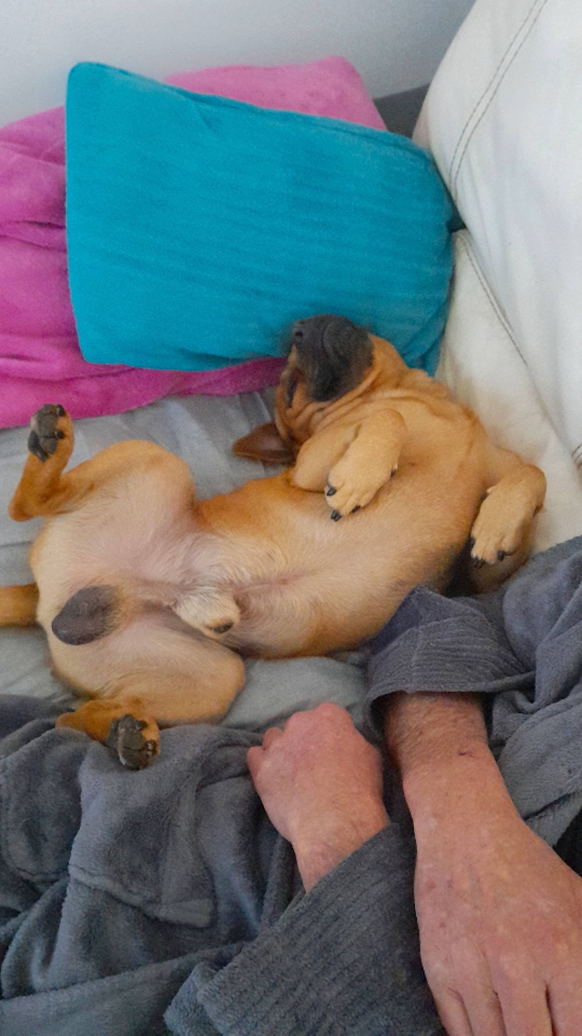 Packo a rejoint le concours — aidez-le/la à gagner de superbes lots ! abdomen, barechested, canidae, carnivore, comfort, companion_dog, dog, dog_breed, fawn, felidae, foot, fur, human_leg, knee, linens, pillow, sporting_group, sun_tanning, thigh, trunk