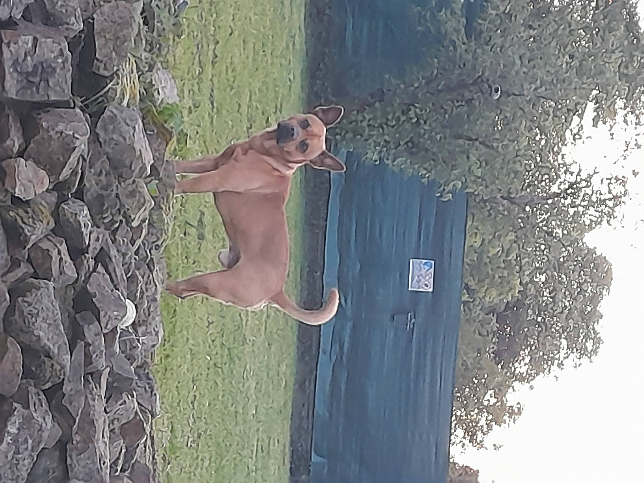 Packo participe au concours pour gagner de l'argent avec cette photo : art, automotive_exterior, barechested, body_of_water, fun, grass, landscape, plant, reflection, sculpture, sky, tints_and_shades, tree, trunk, vehicle_door, wall, water, wood, woody_plant