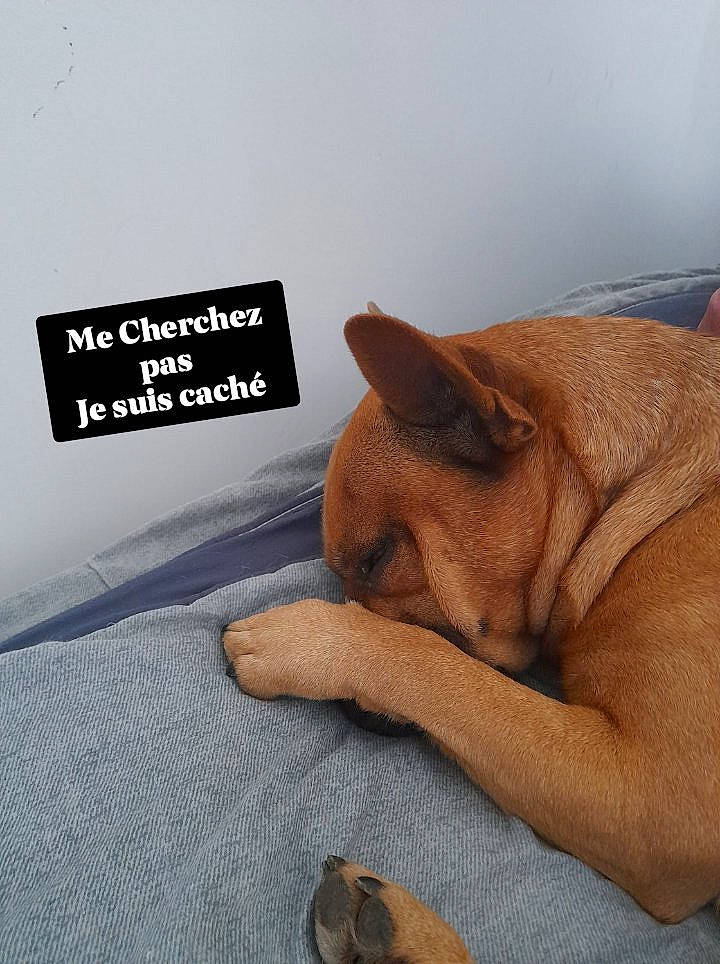 Packo participe au concours pour gagner de l'argent avec cette photo : brand, canidae, carnivore, comfort, companion_dog, dog, dog_breed, fawn, font, foot, human_leg, linens, paw, rectangle, snout, sporting_group, tail, whiskers, wood, working_animal