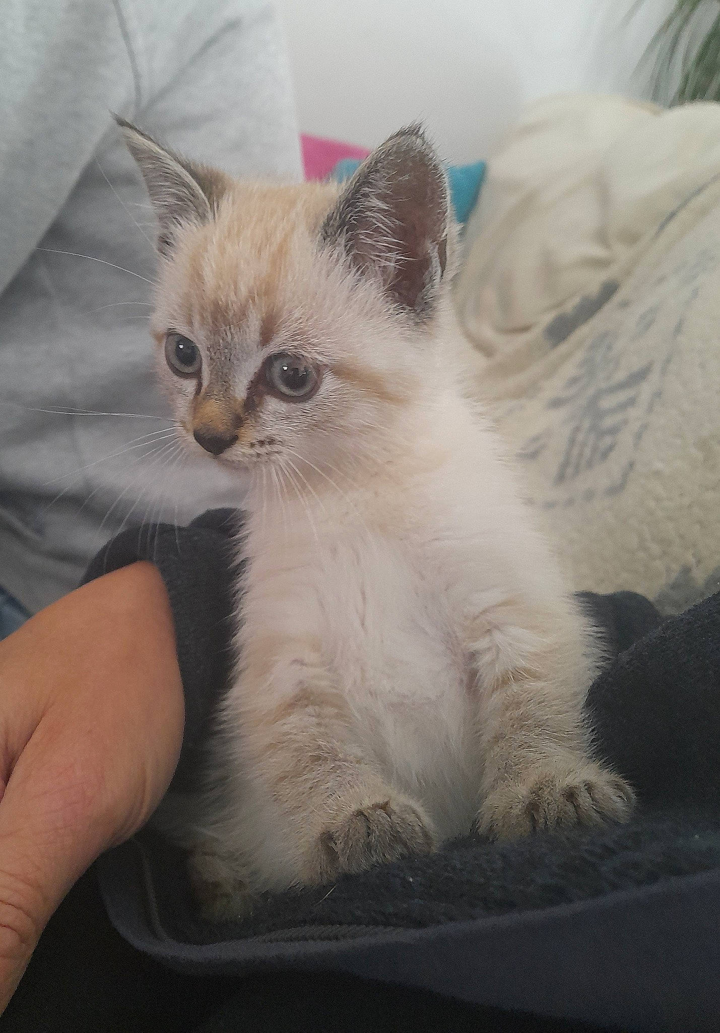 Charlie a rejoint le concours — aidez-le/la à gagner de superbes lots ! carnivore, cat, claw, comfort, domestic_short_haired_cat, fawn, felidae, foot, fur, nap, paw, small_to_medium_sized_cats, snout, tail, whiskers