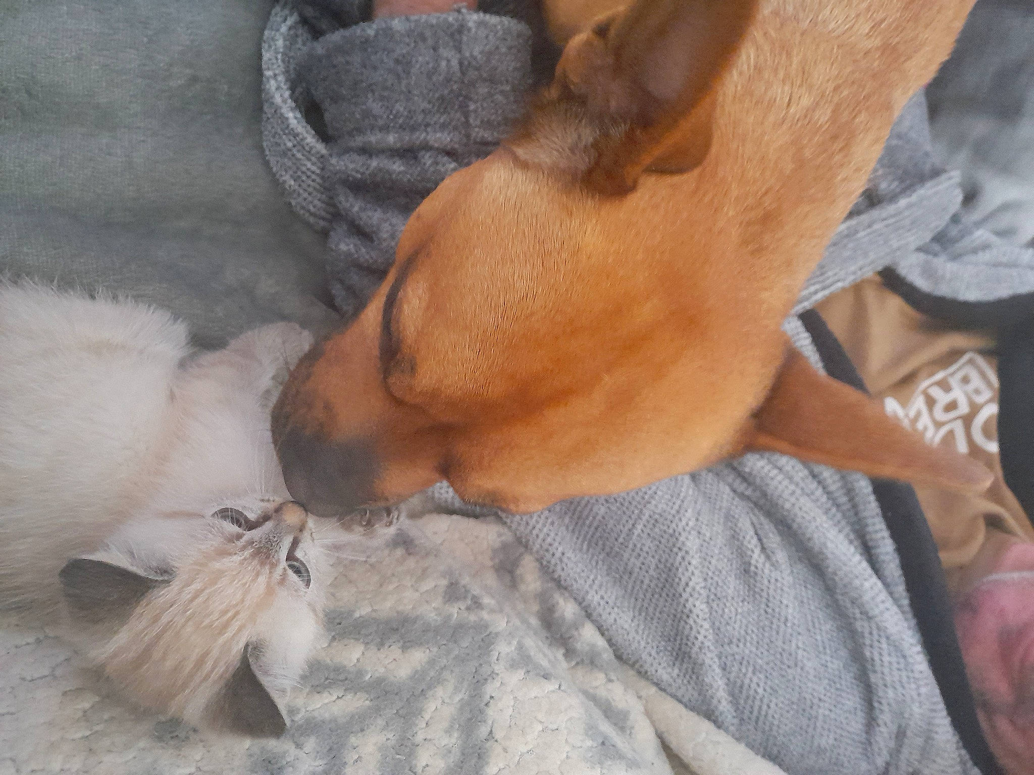 Charlie a rejoint le concours — aidez-le/la à gagner de superbes lots ! canidae, carnivore, comfort, companion_dog, corgi_chihuahua, dog, dog_breed, ear, fawn, fur, nap, non_sporting_group, paw, sleep, snout, sporting_group, terrestrial_animal, toy_dog, whiskers