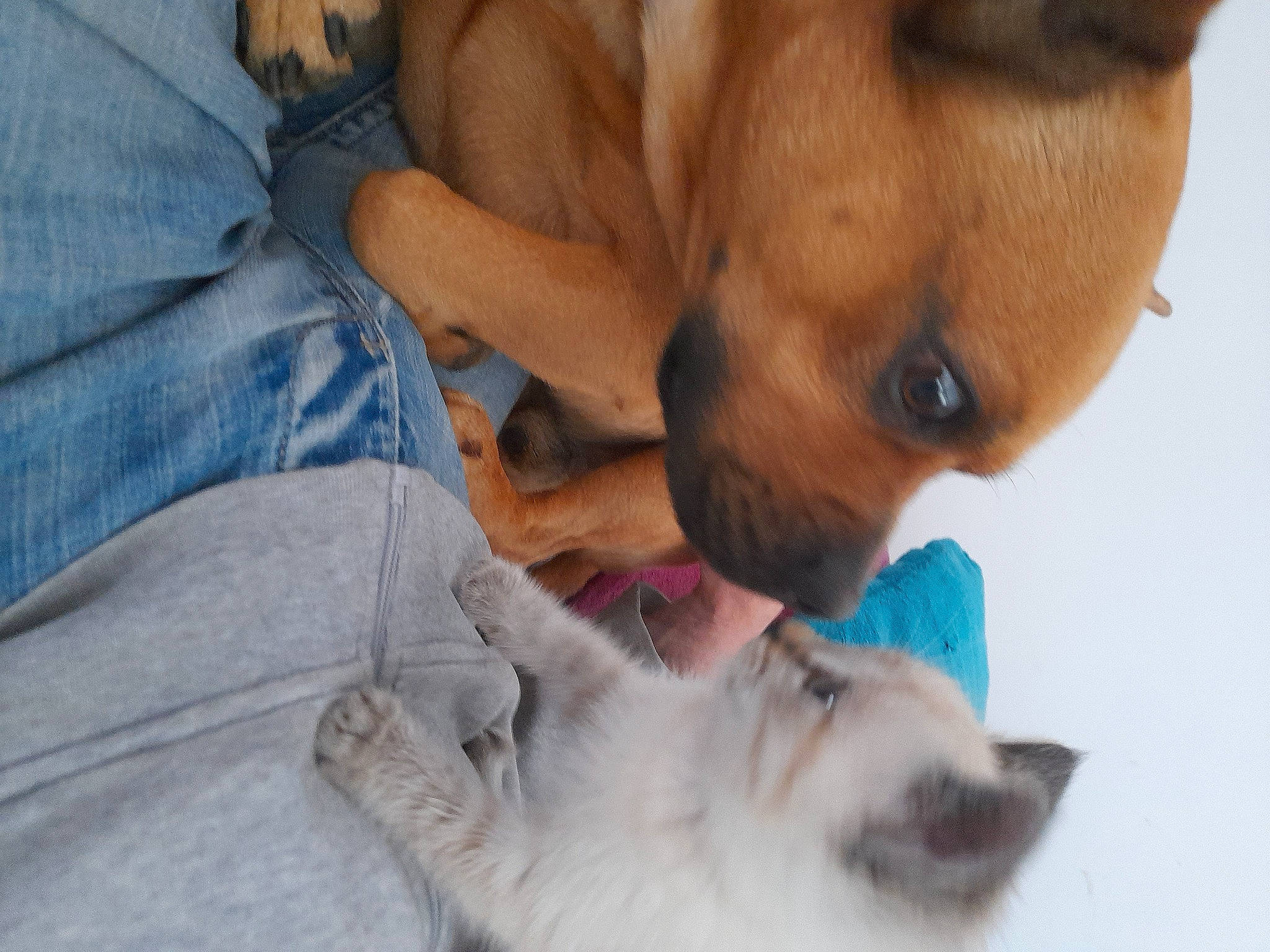 Charlie a rejoint le concours — aidez-le/la à gagner de superbes lots ! canidae, carnivore, cat, comfort, companion_dog, denim, dog, dog_breed, domestic_short_haired_cat, fawn, felidae, fur, linens, paw, small_to_medium_sized_cats, snout, sporting_group, thai, whiskers, working_animal