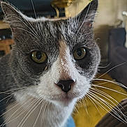 Willow joined the competition — help win amazing prizes! animal, blurred_background, cat, close_up, cozy, curious, domestic_cat, eye_contact, face, feline, fur, gray_cat, green_eyes, household, indoor, nose, pet, portrait, whiskers, white_cat