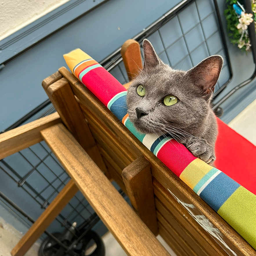 Nyla