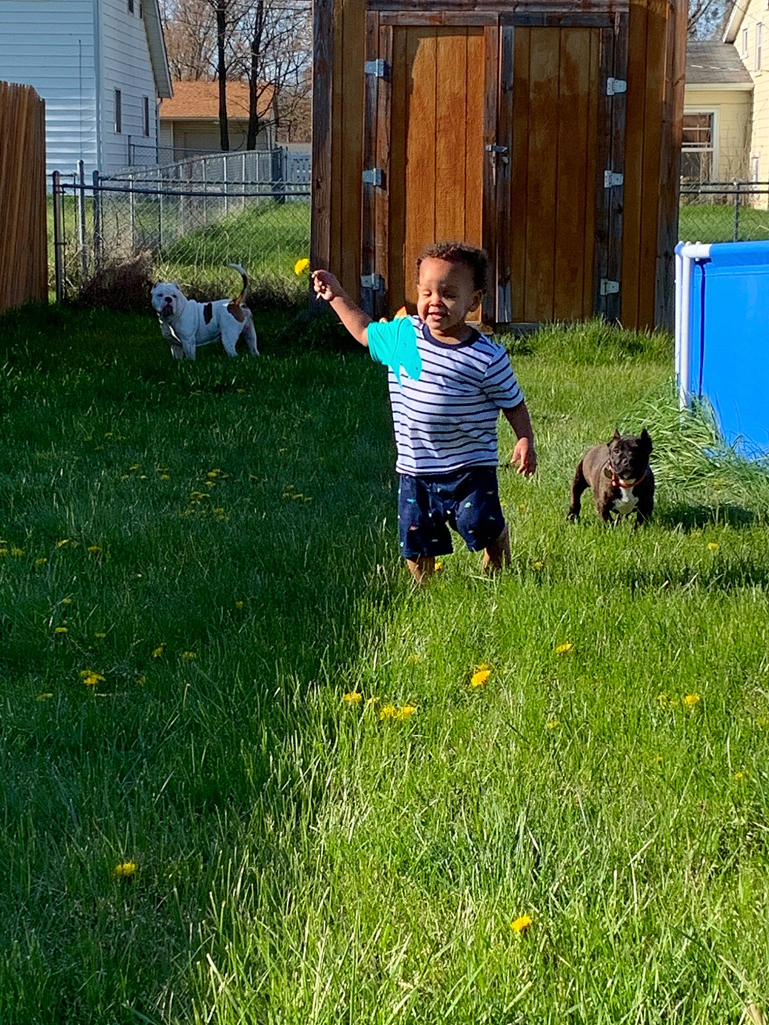 Mekhi is registered to the contest to win money with this photo: backyard, canidae, dog_breed, garden, grass, grass_family, grassland, home, lawn, meadow, pasture, person, plant, play, sporting_group, yard