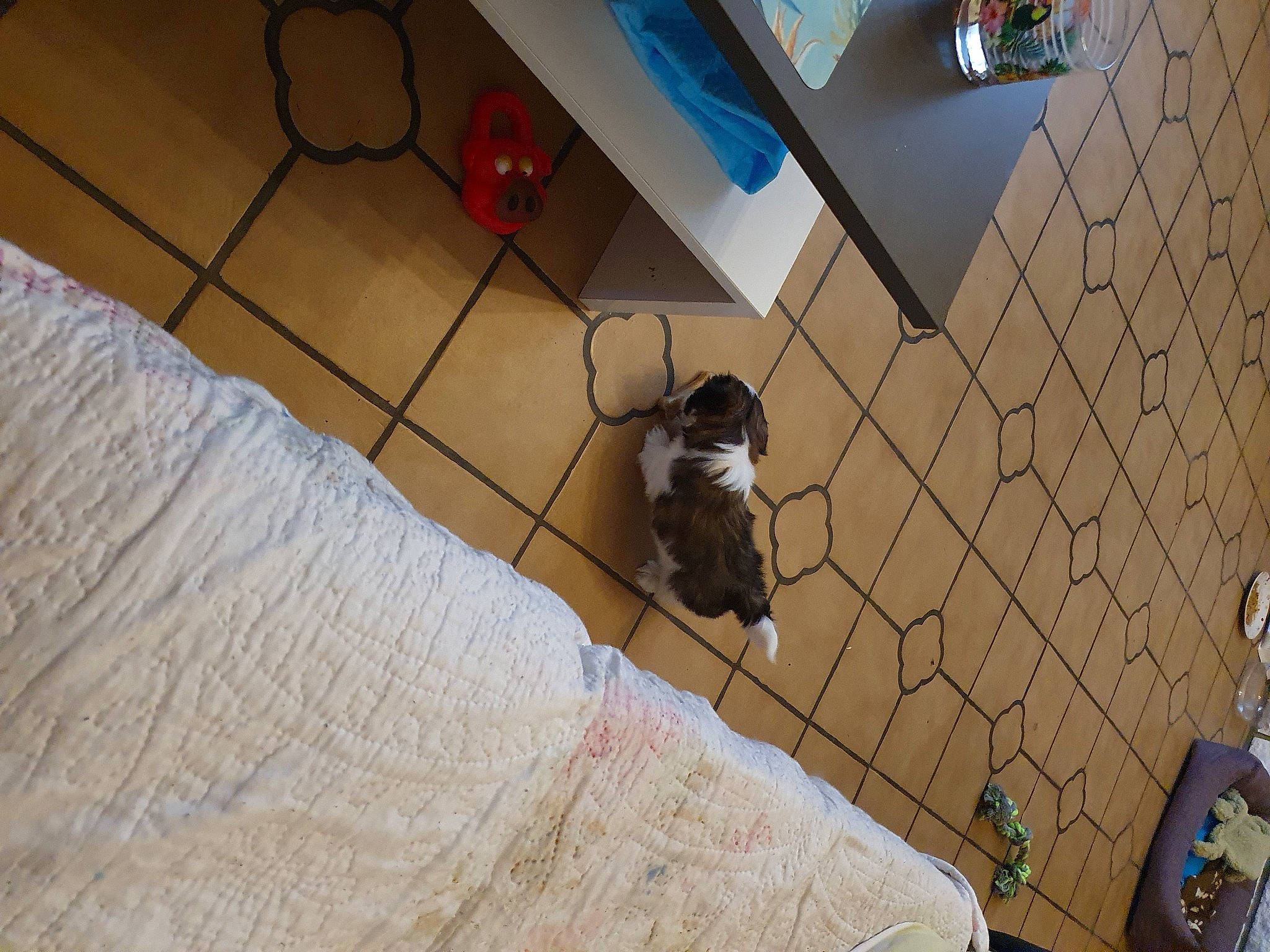 Prince participe au concours pour gagner de l'argent avec cette photo : canidae, carnivore, cat, fawn, felidae, floor, flooring, hardwood, room, small_to_medium_sized_cats, tail