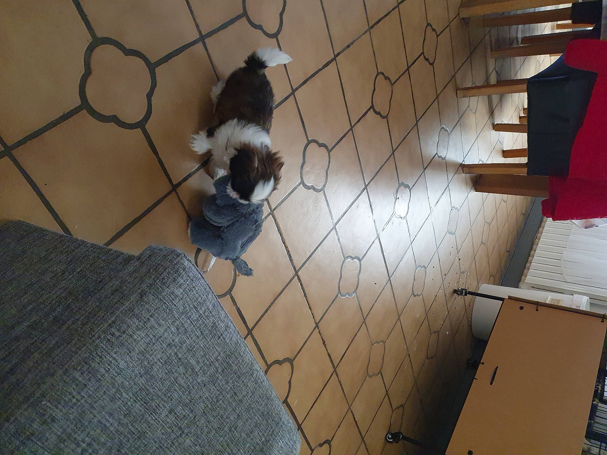 Prince participe au concours pour gagner de l'argent avec cette photo : animal_shelter, canidae, carnivore, companion_dog, dog, dog_breed, fawn, floor, flooring, non_sporting_group, sporting_group, tail, toy_dog