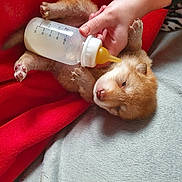 Tala participe au concours pour gagner de l'argent avec cette photo : fawn, guinea_pig, hamster, rodent