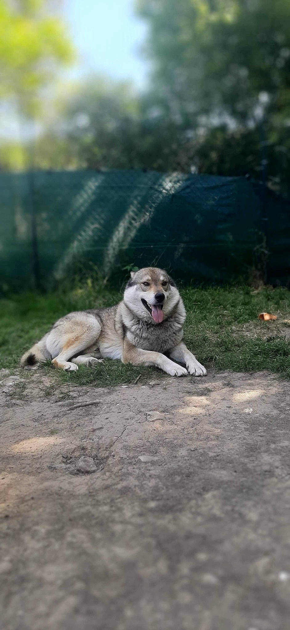 Mougly participe au concours pour gagner de l'argent avec cette photo : alaskan_malamute, canidae, carnivore, czechoslovakian_wolfdog, dog, dog_breed, east_siberian_laika, fawn, greenland_dog, kangal_dog, mammal, northern_inuit_dog, saarloos_wolfdog, siberian_husky, snout, sporting_group, vertebrate, west_siberian_laika, wildlife, wolfdog