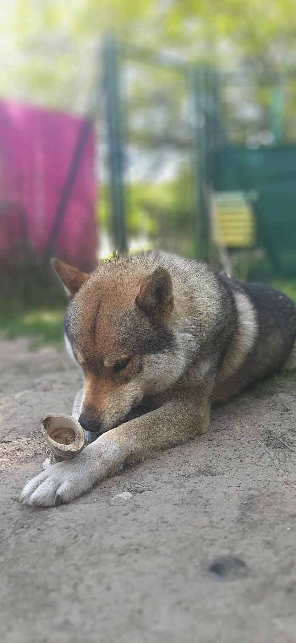Mougly a rejoint le concours — aidez-le/la à gagner de superbes lots ! canidae, canis, carnivore, czechoslovakian_wolfdog, dog, dog_breed, east_siberian_laika, fawn, mammal, new_guinea_singing_dog, saarloos_wolfdog, shikoku, snout, swedish_vallhund, tamaskan_dog, terrestrial_animal, vertebrate, wildlife, wolf, wolfdog