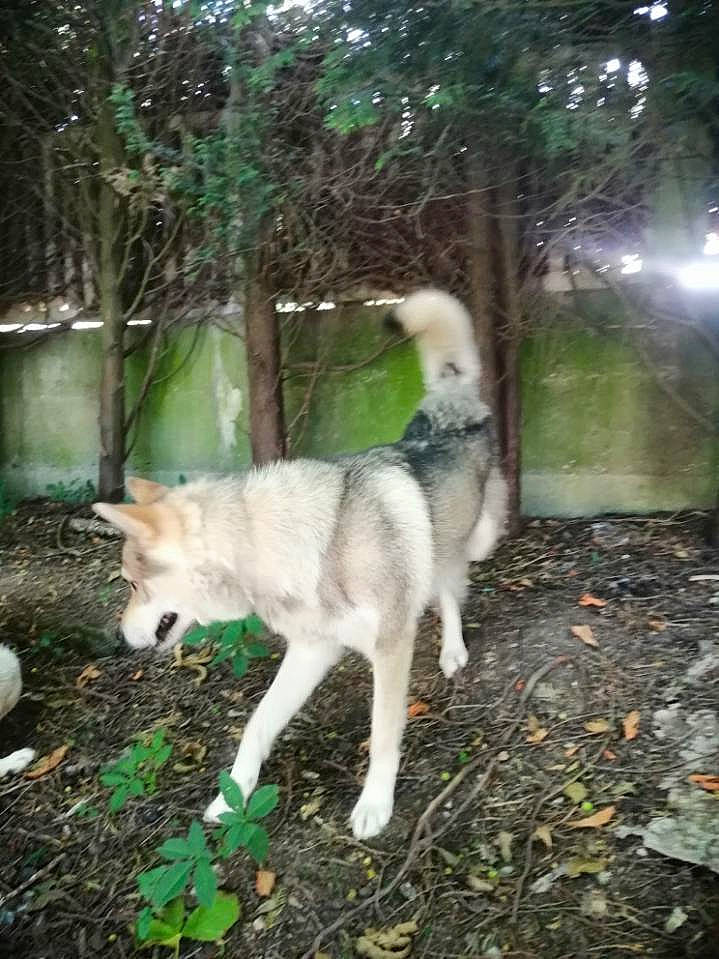 Mougly participe au concours pour gagner de l'argent avec cette photo : alaskan_malamute, canidae, dog_breed, fawn, goat, goats, mammal, siberian_husky, tail, tree, west_siberian_laika, wildlife, wolfdog