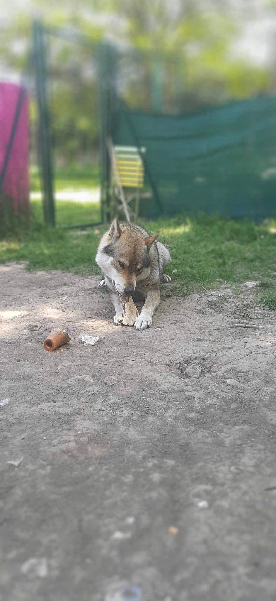 Mougly participe au concours pour gagner de l'argent avec cette photo : akita, canidae, carnivore, dog, dog_breed, fawn, saarloos_wolfdog, siberian_husky, snout, tail, wildlife, wolfdog, zoo