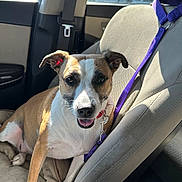 Monica is registered to the contest to win money with this photo: dog, car_interior, seat, leash, collar, sunlight, pet, canine, happy, smiling, window, seatbelt, resting, brown_and_white, fur, domestic_animal, transportation, companion, animal, daylight