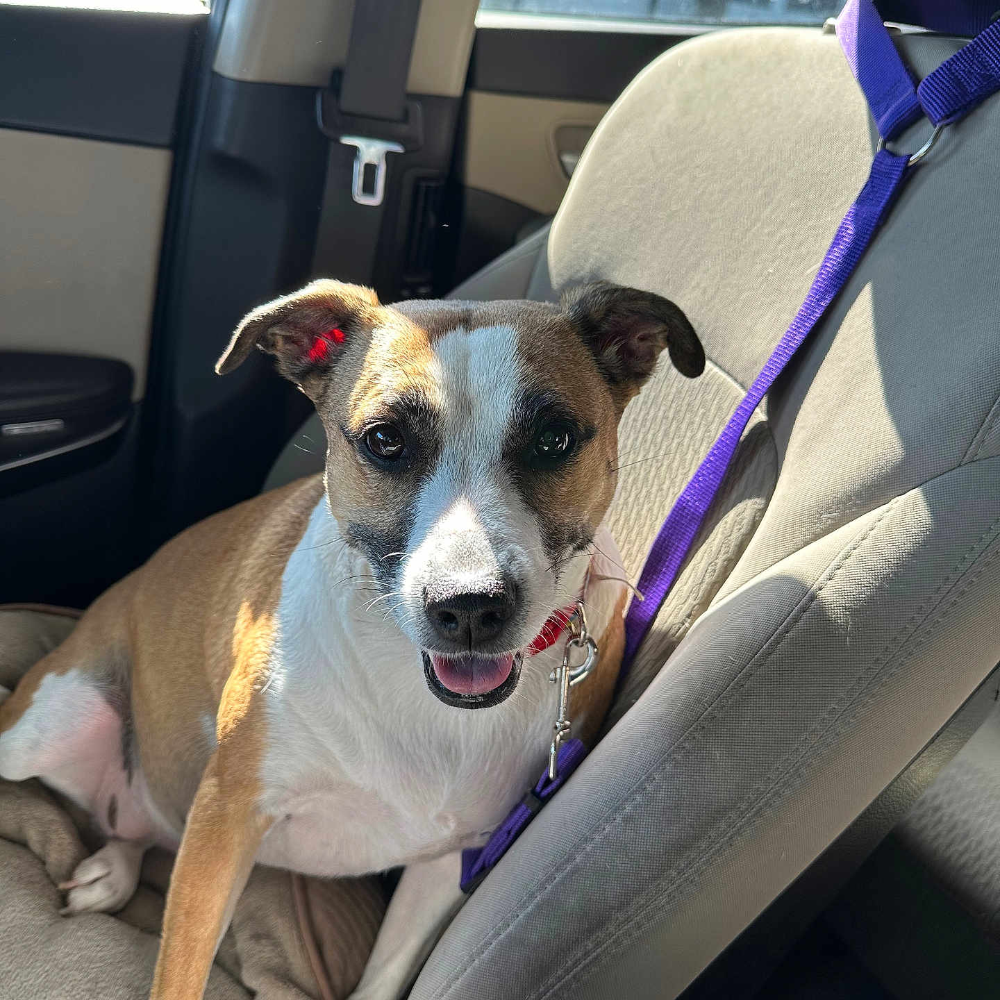 Monica is registered to the contest to win money with this photo: animal, brown_and_white, canine, car_interior, collar, companion, daylight, dog, domestic_animal, fur, happy, leash, pet, resting, seat, seatbelt, smiling, sunlight, transportation, window