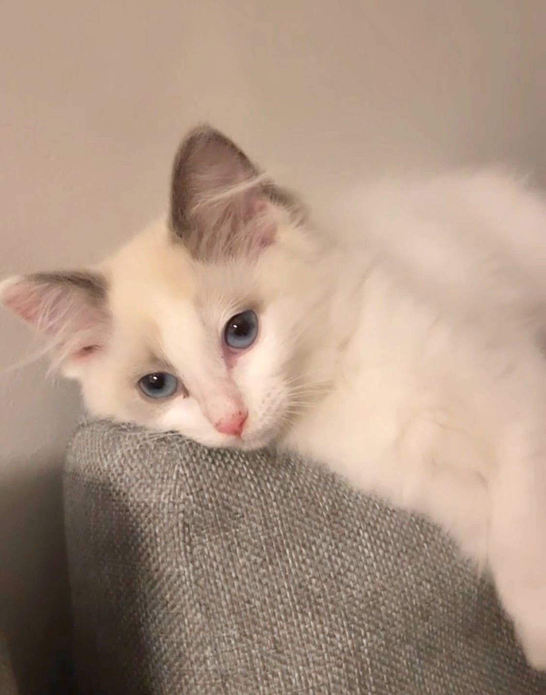 Bao participe au concours pour gagner de l'argent avec cette photo : carnivore, cat, claw, comfort, domestic_short_haired_cat, eye, fawn, felidae, fur, paw, small_to_medium_sized_cats, snout, tail, whiskers