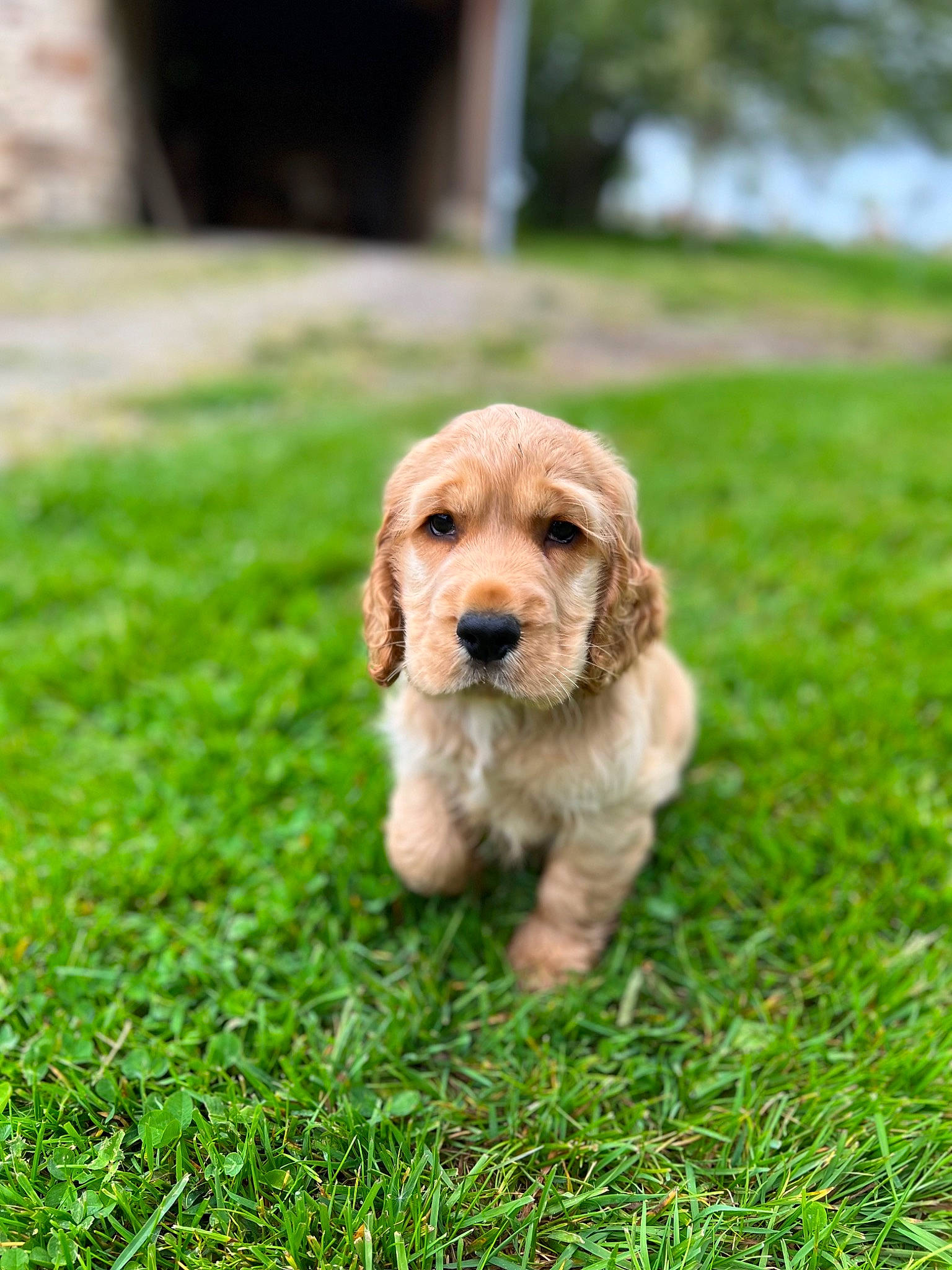 Thadeus a rejoint le concours — aidez-le/la à gagner de superbes lots ! canidae, carnivore, companion_dog, dog, dog_breed, fawn, fur, grass, grassland, groundcover, liver, plant, snout, spaniel, sporting_group, terrier, toy_dog, tree, working_animal, yard