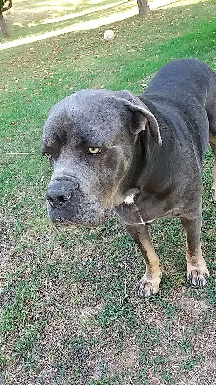 Layone participe au concours pour gagner de l'argent avec cette photo : alaunt, american_pit_bull_terrier, american_staffordshire_terrier, bandog, bully_kutta, cane_corso, canidae, carnivore, dog, dog_breed, fawn, grass, mammal, molosser, non_sporting_group, pit_bull, rare_breed_dog, snout, sporting_group, vertebrate