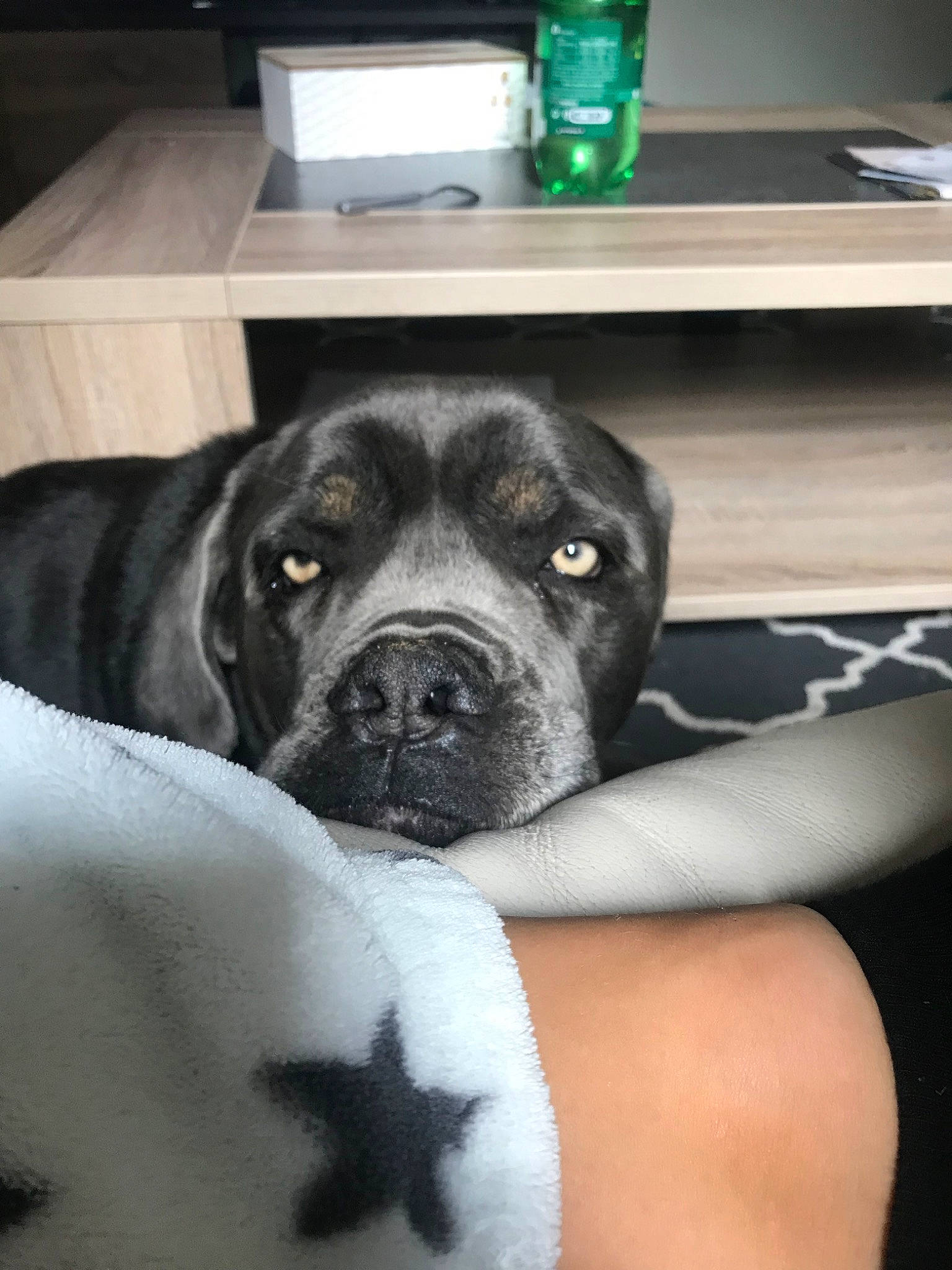 Layone participe au concours pour gagner de l'argent avec cette photo : bandog, boerboel, bullmastiff, cane_corso, canidae, carnivore, dog, dog_breed, english_mastiff, fawn, guard_dog, labrador_retriever, mammal, snout, sporting_group, whiskers