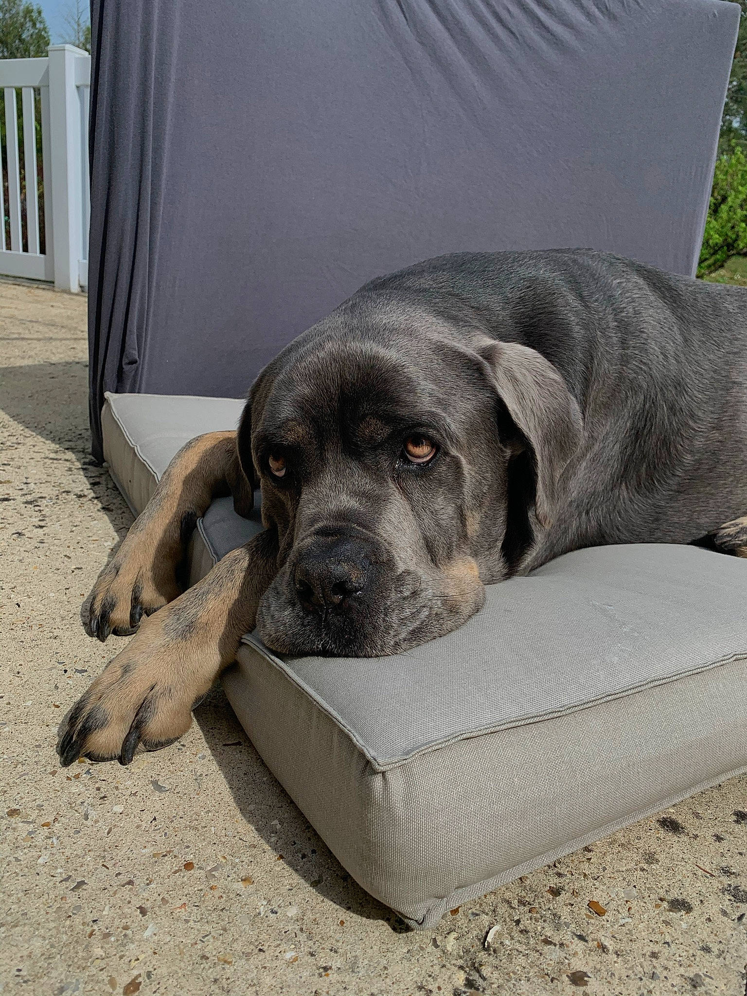 Layone participe au concours pour gagner de l'argent avec cette photo : automotive_tire, canidae, carnivore, comfort, companion_dog, dog, dog_breed, dog_supply, grass, grey, guard_dog, metal, nap, pet_supply, sitting, snout, sporting_group, terrestrial_animal, working_animal, working_dog