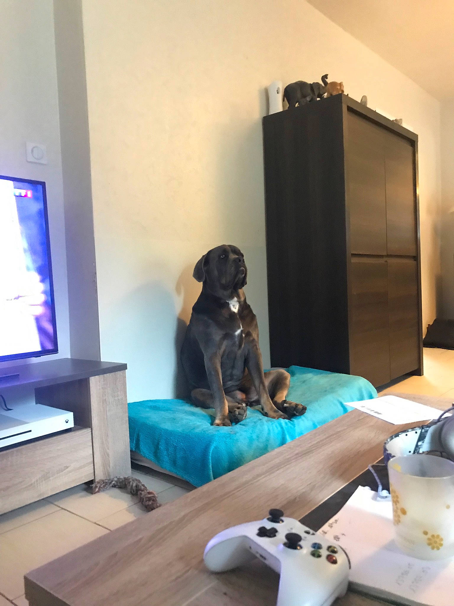Layone participe au concours pour gagner de l'argent avec cette photo : canidae, comfort, companion_dog, fawn, floor, furniture, gadget, great_dane, guard_dog, home, house, interior_design, living_room, non_sporting_group, pug, room, sporting_group, weimaraner