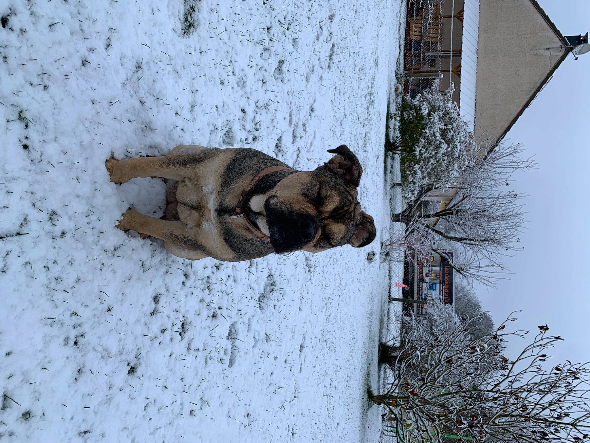Rosa a rejoint le concours — aidez-le/la à gagner de superbes lots ! art, building, carnivore, dog, dog_breed, fawn, felidae, freezing, plant, sculpture, sky, snow, statue, street_light, tail, tree, twig, window, winter, wood