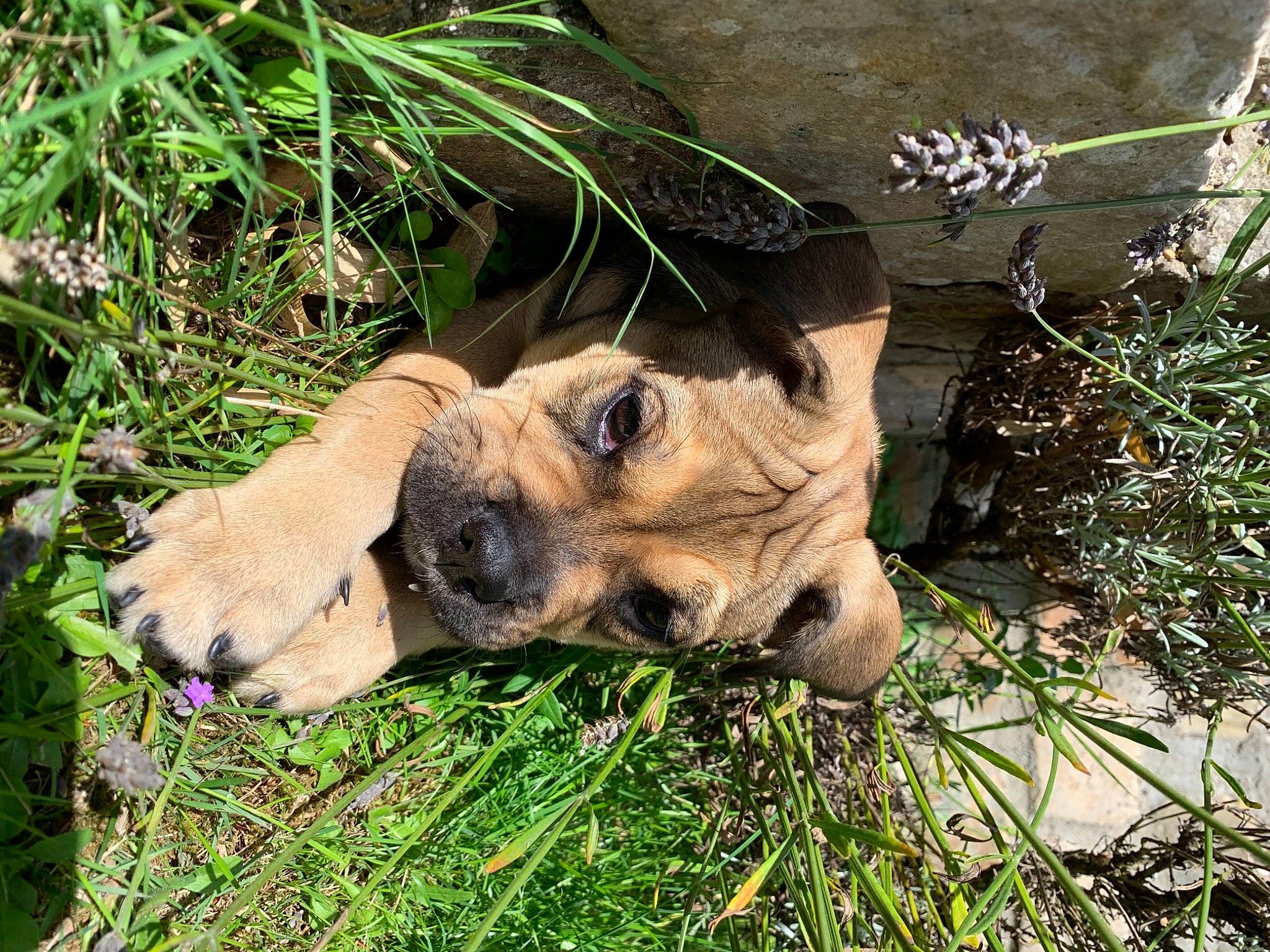 Rosa participe au concours pour gagner de l'argent avec cette photo : black_mouth_cur, boerboel, canidae, carnivore, companion_dog, dog, dog_breed, fawn, fila_brasileiro, grass, mammal, perro_de_presa_mallorquin, plant, pug, puggle, puppy, snout, vertebrate