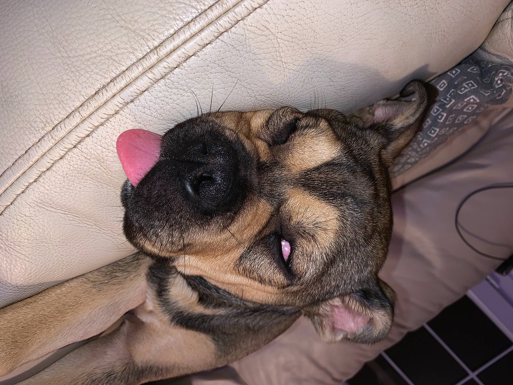 Rosa participe au concours pour gagner de l'argent avec cette photo : bored, canidae, carnivore, comfort, companion_dog, dog, dog_breed, ear, eye, fawn, fur, jaw, nap, paw, snout, sporting_group, terrestrial_animal, toy_dog, whiskers, working_animal