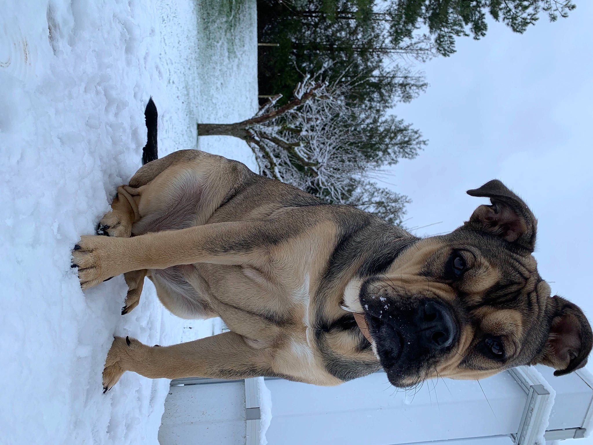 Rosa a rejoint le concours — aidez-le/la à gagner de superbes lots ! bridle, canidae, dog_breed, fawn, freezing, fur, mane, pack_animal, sculpture, sky, snout, snow, stallion, tail, terrestrial_animal, tree, wildlife, window, winter, working_animal
