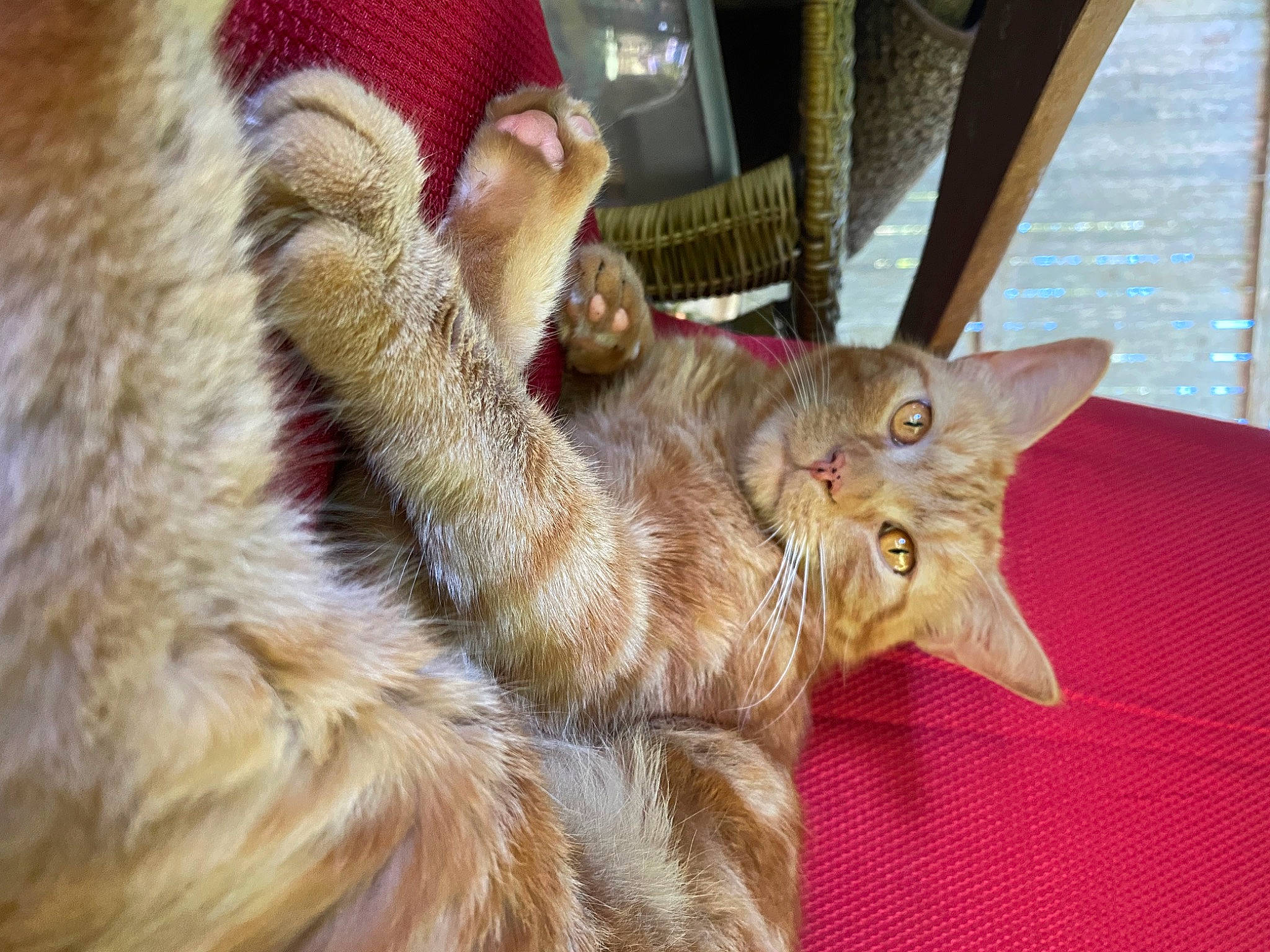 Pumpkin joined the competition — help win amazing prizes! carnivore, cat, claw, domestic_short_haired_cat, felidae, fur, paw, small_to_medium_sized_cats, tail, whiskers