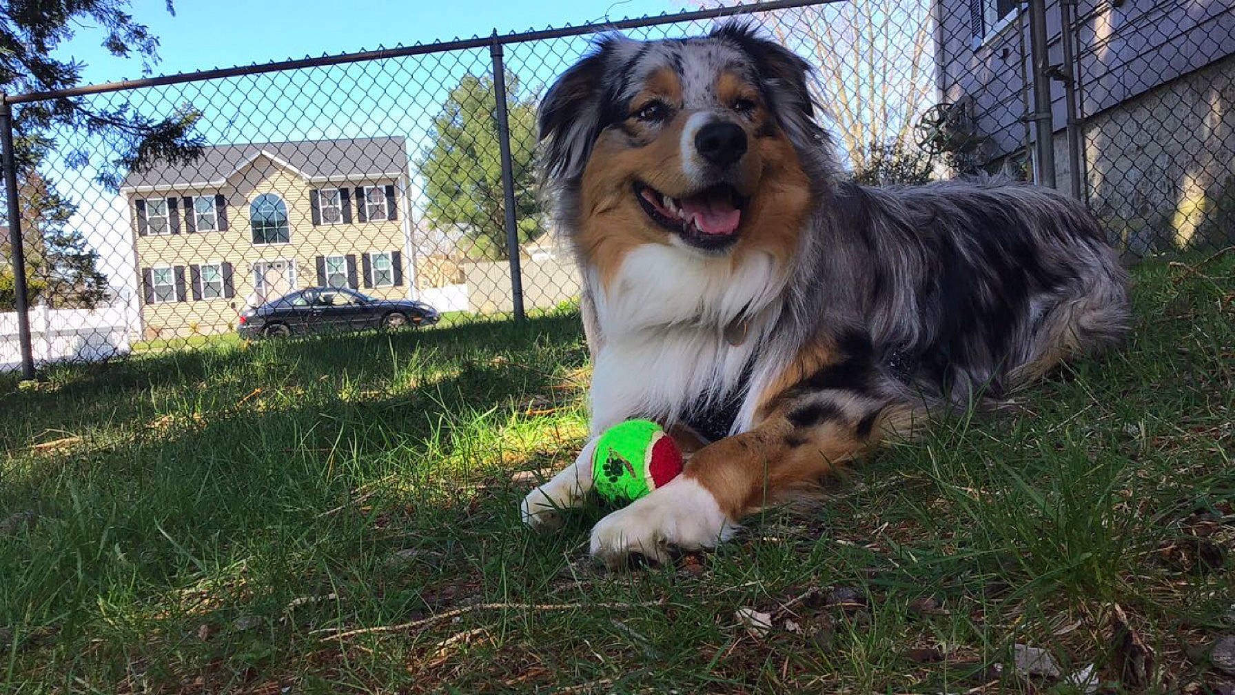 Romeo is registered to the contest to win money with this photo: art, building, canidae, carnivore, companion_dog, dog, dog_breed, fang, fence, fur, grass, herding_dog, mesh, plant, sky, snout, sporting_group, tree, whiskers, window