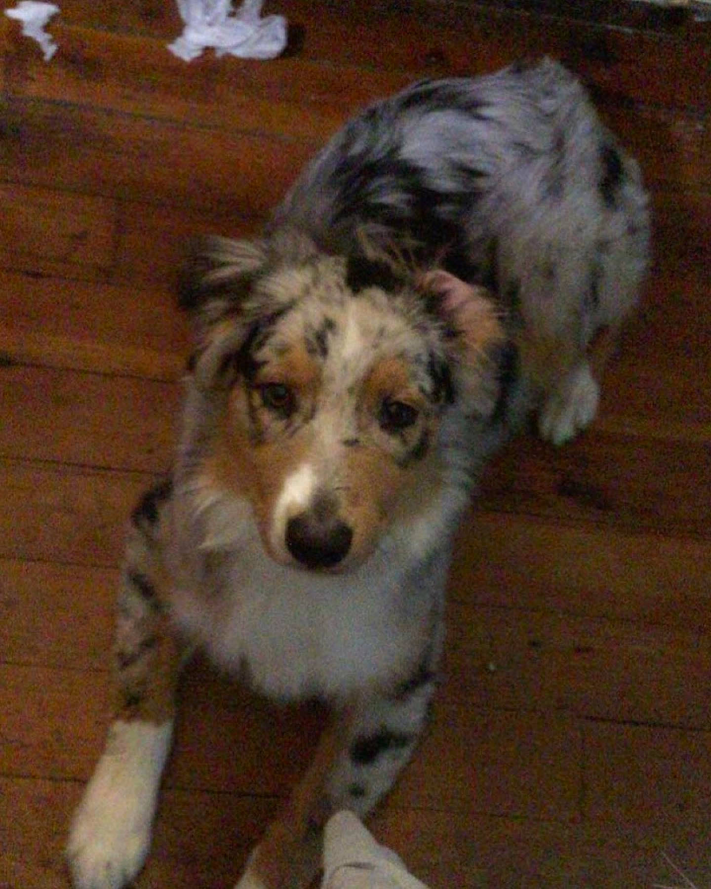 Romeo is registered to the contest to win money with this photo: australian_shepherd, canidae, carnivore, companion_dog, dog, dog_breed, fur, herding_dog, snout, sporting_group, terrestrial_animal, working_animal, working_dog