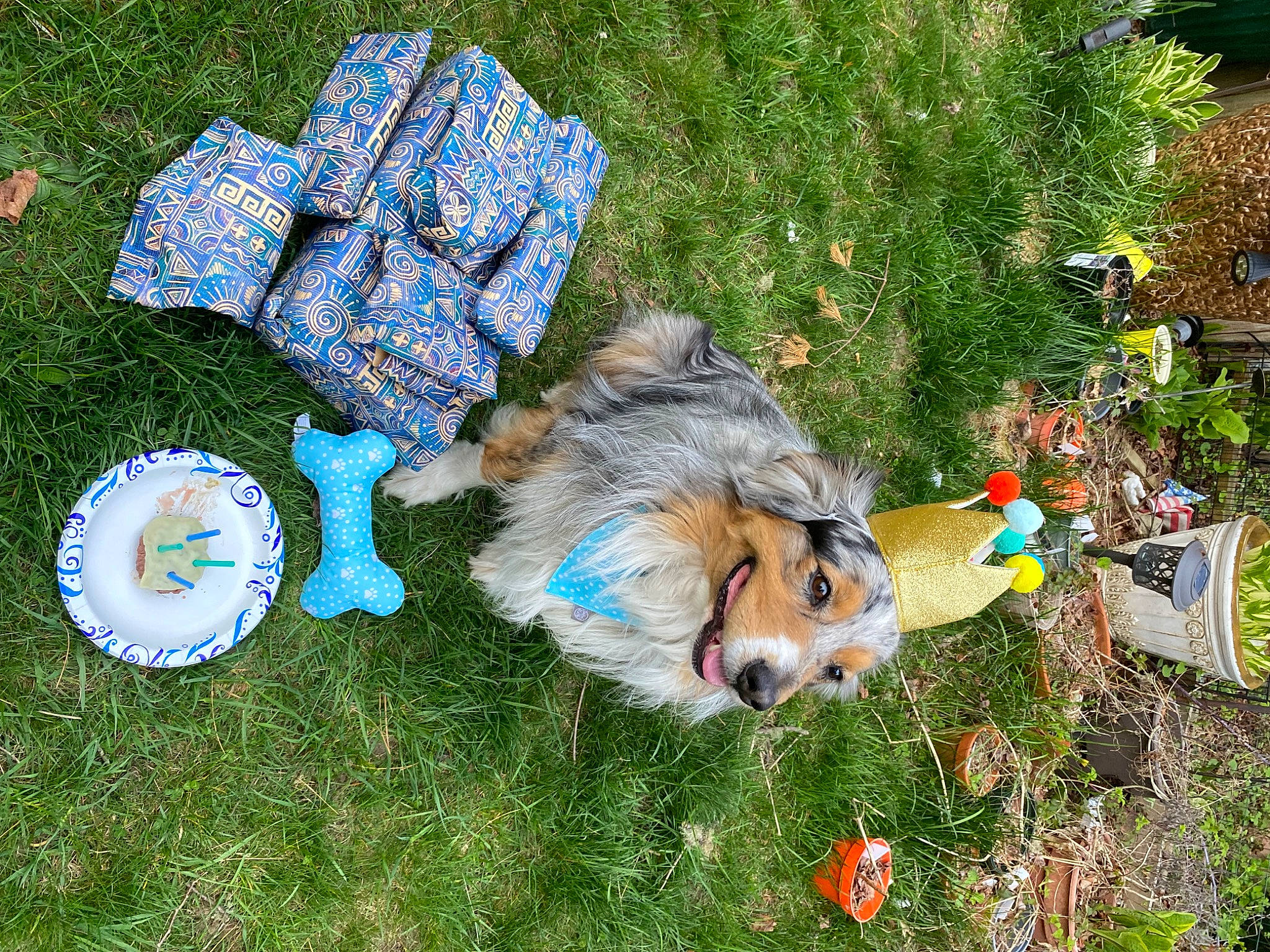 Romeo joined the competition — help win amazing prizes! art, carnivore, companion_dog, dog, dog_breed, dog_clothes, dog_supply, electric_blue, fashion_accessory, fur, grass, grass_family, herding_dog, lawn, plant, recreation, scotch_collie, sporting_group, tail, working_dog