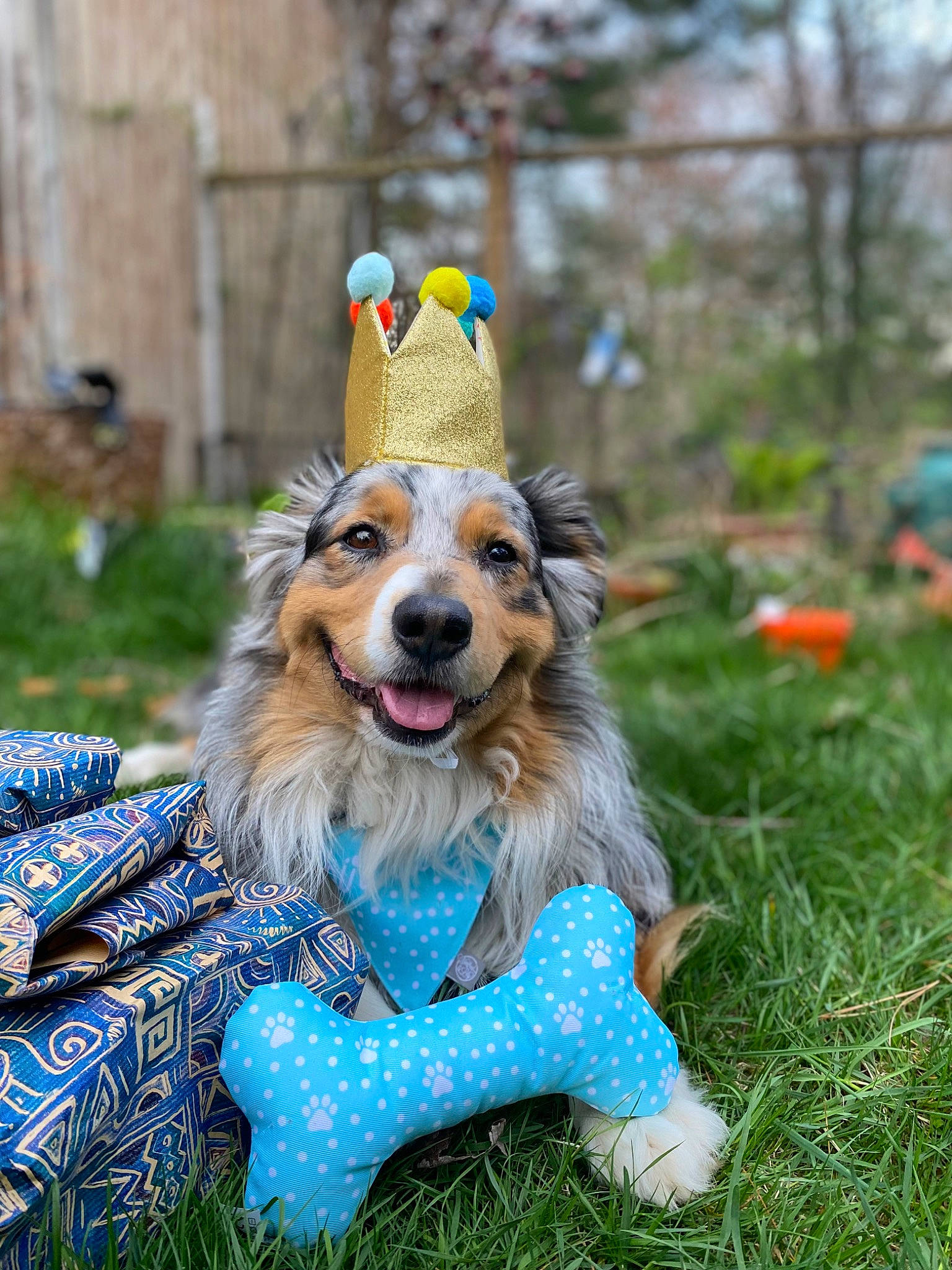 Romeo joined the competition — help win amazing prizes! canidae, carnivore, collar, companion_dog, dog, dog_breed, dog_supply, electric_blue, event, fur, grass, happy, herding_dog, pet_supply, plant, recreation, sporting_group, toy, tree, working_dog