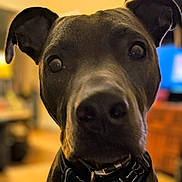 Murdock is registered to the contest to win money with this photo: animal, blurred_background, brown, canine, close_up, collar, curious, dog, domestic, ears, face, friendly, furry, indoor, looking, nose, pet, portrait, warm_lighting, whiskers