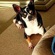 To Y a rejoint le concours — aidez-le/la à gagner de superbes lots ! dog, small_dog, sunlight, carpet, indoor, relaxed, pet, animal, black_and_white, tan, ears, furniture, shadow, floor, cute, companion, domestic_animal, resting, cozy, home