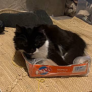 Everest participe au concours pour gagner de l'argent avec cette photo : animal, black_and_white, box, cat, container, cozy, curled_up, domestic, feline, floor, fur, household_items, indoor, pet, plastic_tray, relaxed, resting, rug, small_space, whiskers