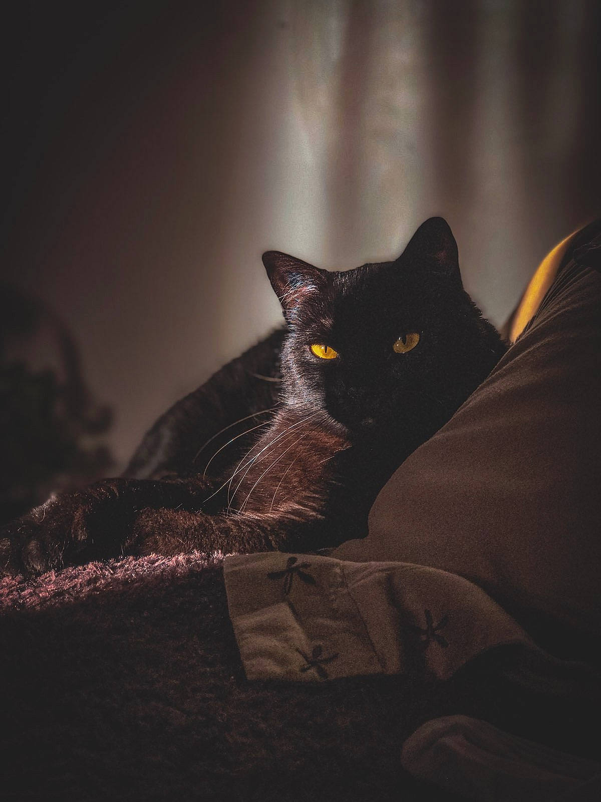 Tory a rejoint le concours — aidez-le/la à gagner de superbes lots ! black_cat, carnivore, cat, comfort, darkness, domestic_short_haired_cat, felidae, flash_photography, fur, grey, midnight, monochrome_photography, night, sitting, small_to_medium_sized_cats, snout, tail, tree, whiskers, wildlife