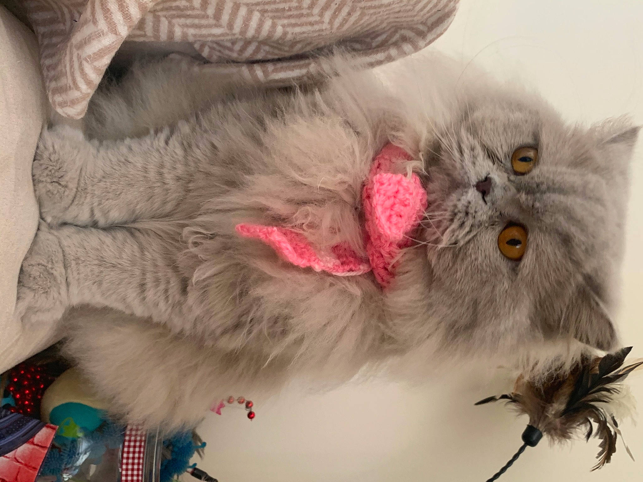 Nala a rejoint le concours — aidez-le/la à gagner de superbes lots ! asian, british_longhair, british_semi_longhair, british_shorthair, carnivore, cat, domestic_long_haired_cat, ear, fawn, felidae, fur, kitten, nebelung, norwegian_forest_cat, persian, ragamuffin, ragdoll, siberian, small_to_medium_sized_cats, whiskers