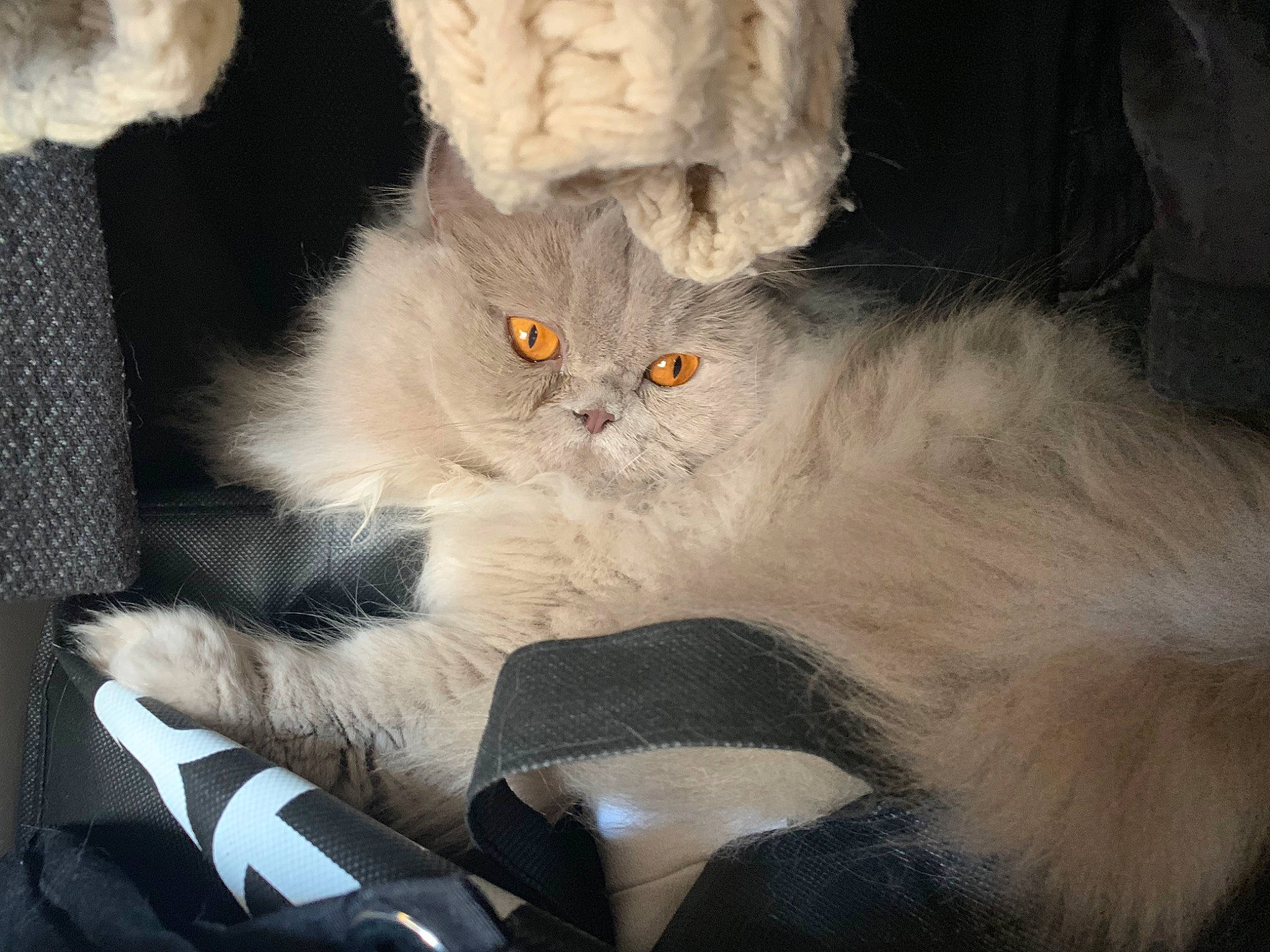 Nala participe au concours pour gagner de l'argent avec cette photo : asian_semi_longhair, british_longhair, british_semi_longhair, carnivore, cat, claw, domestic_long_haired_cat, fawn, felidae, fur, kitten, mammal, persian, ragamuffin, small_to_medium_sized_cats, tail, whiskers