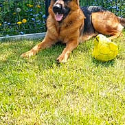 Stark a rejoint le concours — aidez-le/la à gagner de superbes lots ! animal, canine, dog, domestic_animal, fence, garden, german_shepherd, grass, happy, mammal, nature, outdoor, pet, playful, relaxed, soccer_ball, summer, sunny, tongue_out, yard