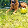 animal, canine, dog, domestic_animal, fence, garden, german_shepherd, grass, happy, mammal, nature, outdoor, pet, playful, relaxed, soccer_ball, summer, sunny, tongue_out, yard