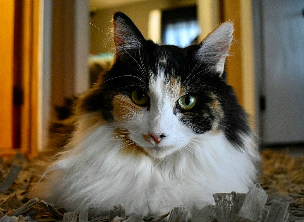 Fatty is registered to the contest to win money with this photo: carnivore, cat, domestic_short_haired_cat, door, felidae, fur, grass, small_to_medium_sized_cats, snout, whiskers, window