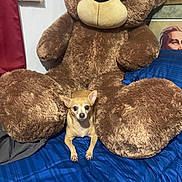 Chica joined the competition — help win amazing prizes! bed, bedspread, blue_blanket, brown, chihuahua, cozy, cuddly, cute, dog, indoors, pet, plush_toy, portrait, puppy, sitting, small_dog, stuffed_animal, tan, teddy_bear, toys