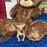 bed, bedspread, blue_blanket, brown, chihuahua, cozy, cuddly, cute, dog, indoors, pet, plush_toy, portrait, puppy, sitting, small_dog, stuffed_animal, tan, teddy_bear, toys