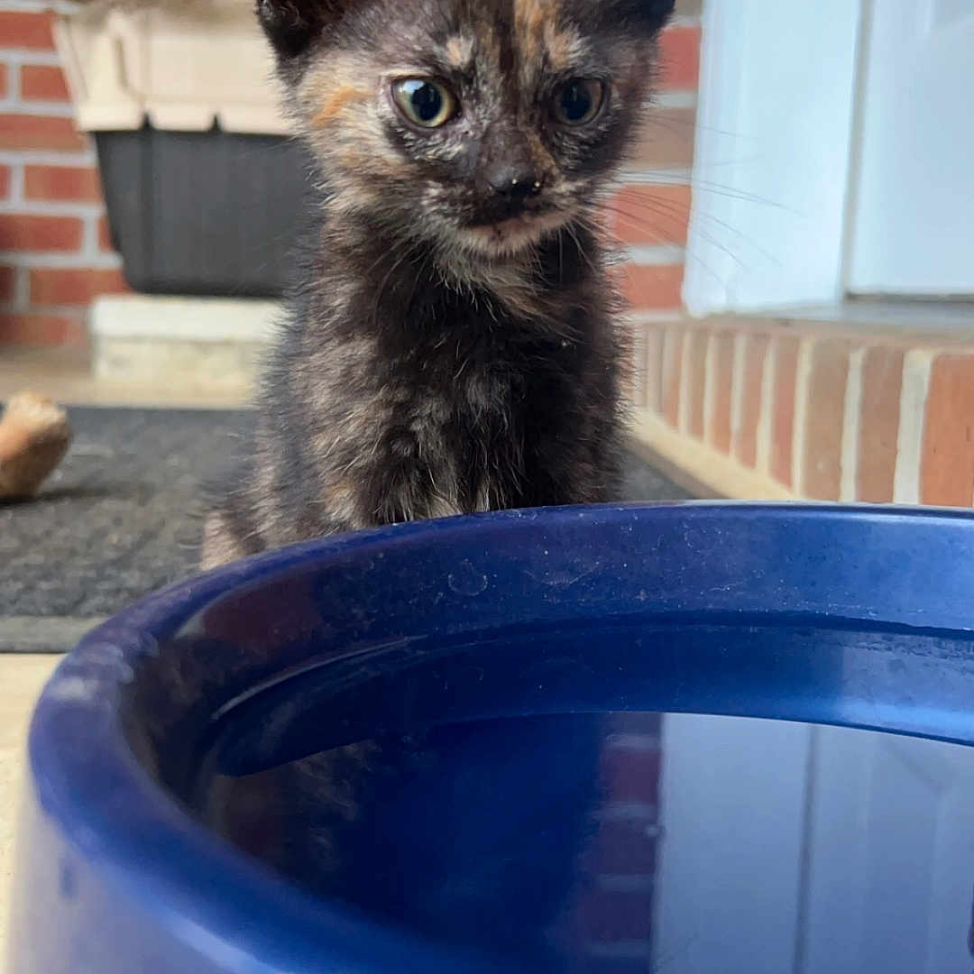 Bear is registered to the contest to win money with this photo: abyssinian, alloywheel, animal, brick, car, carwheel, cat, kitten, machine, manx, pet, plant, pottedplant, pottery, siamese, spoke, tire, transportation, tub, vehicle