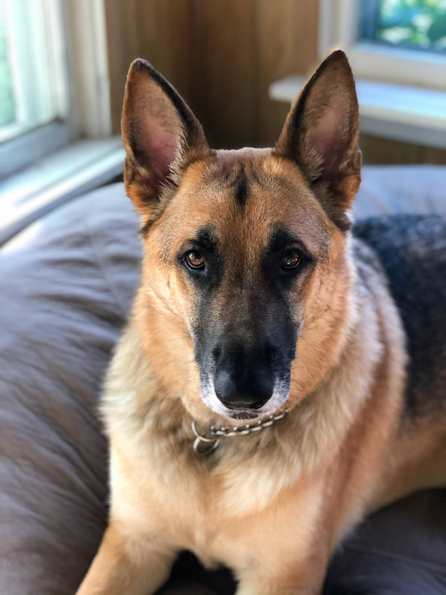 Bear joined the competition — help win amazing prizes! ancient_dog_breeds, belgian_shepherd_malinois, canidae, carnivore, collar, companion_dog, dog, dog_breed, east_european_shepherd, fur, german_shepherd_dog, herding_dog, plant, sporting_group, terrestrial_animal, whiskers, working_animal, working_dog