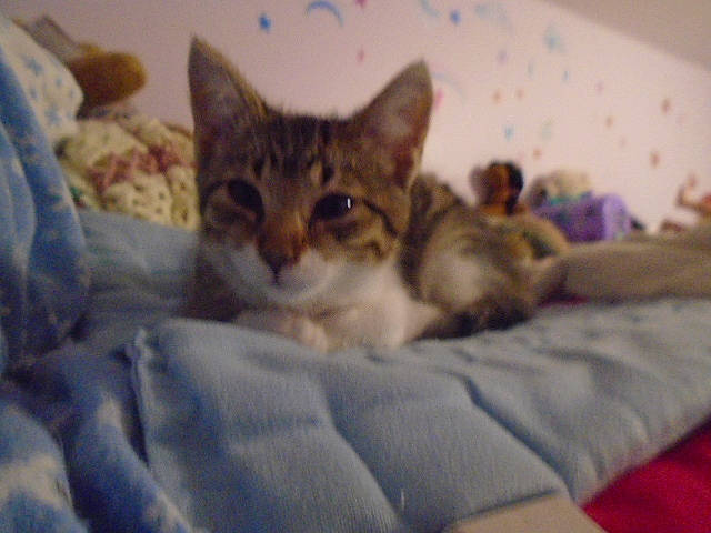 Faith joined the competition — help win amazing prizes! bed, bedding, carnivore, cat, cat_supply, comfort, domestic_short_haired_cat, fawn, felidae, fur, linens, paw, room, small_to_medium_sized_cats, snout, whiskers